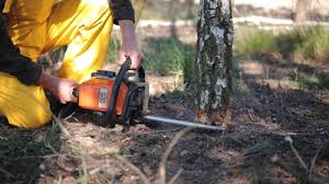 Best Tree Mulching  in Cleveland, TN