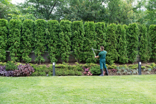 How Our Tree Care Process Works  in  Cleveland, TN