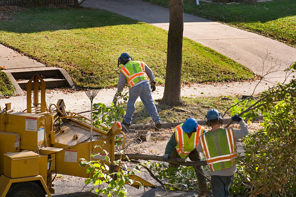 Best Tree Maintenance Programs  in Cleveland, TN