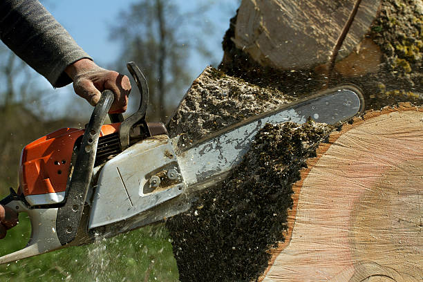 Best Tree Trimming and Pruning  in Cleveland, TN